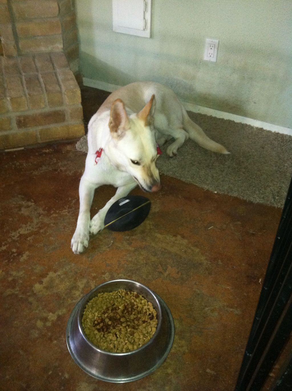 Dutchess, one of the dogs I pet sit.