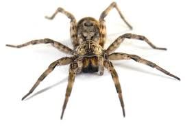 Spiders are one of the most common pests in homes.