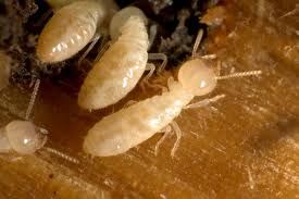 Termites are social insects, and they live togethe