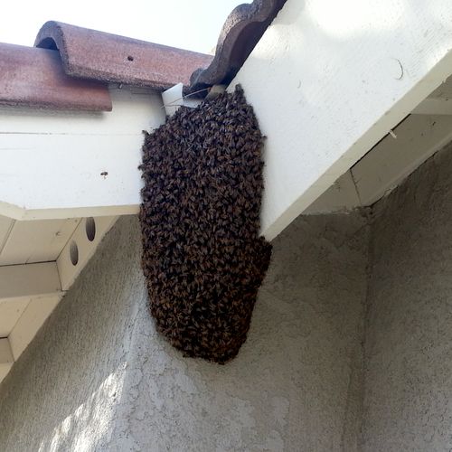 Bee Hive in eave