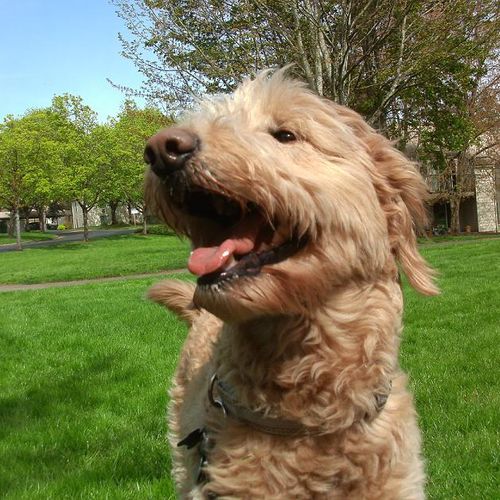 Zoe - Tigard "pretty girl!" She is a Goldendoodle 