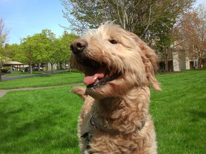 Zoe - Tigard "pretty girl!" She is a Goldendoodle 