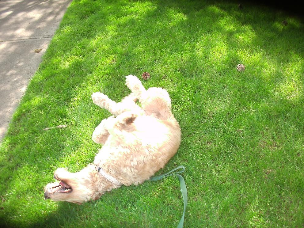 Zoe rolling in the grass - nothing better!  April,