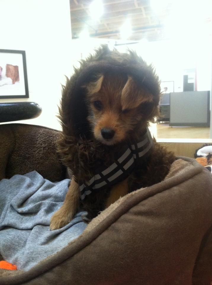 Remus comes from a galaxy far, far away.