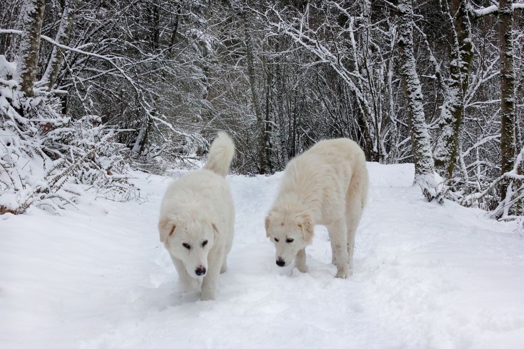 Snow day with mans best friend.