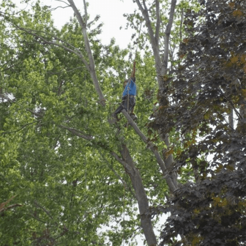 Removing hard to reach limbs and branches