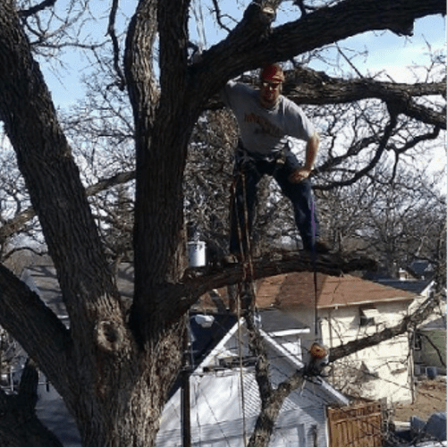 Expert tree climber.