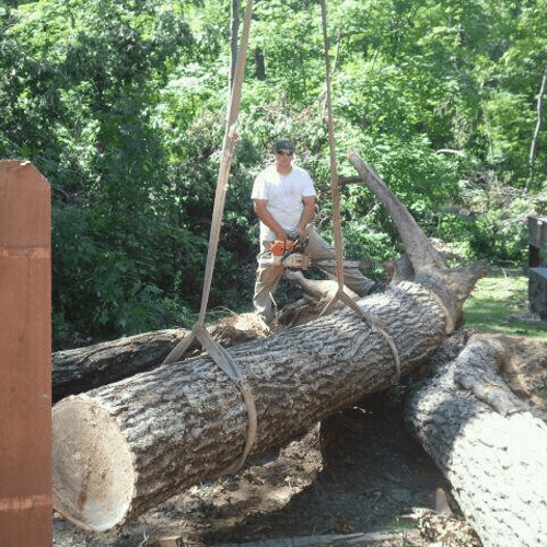 Hazardous tree removal & storm damage.