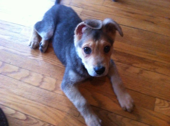 My Shepard Skeets when he was a puppy. Looking at 