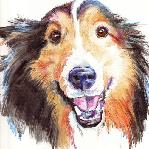 "Cody", a watercolor pencil pet portrait.