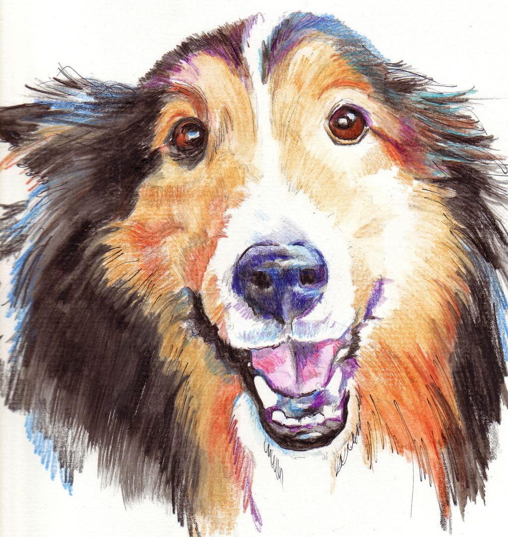 "Cody", a watercolor pencil pet portrait.