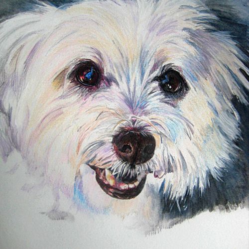 "Murphy", a watercolor pencil pet portrait.