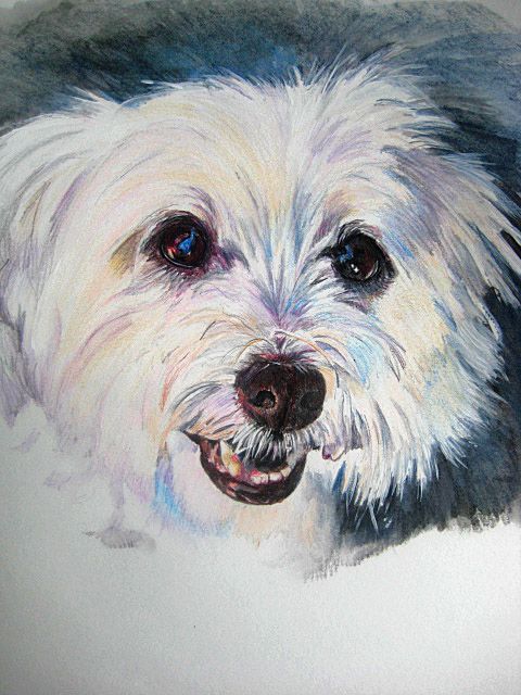 "Murphy", a watercolor pencil pet portrait.