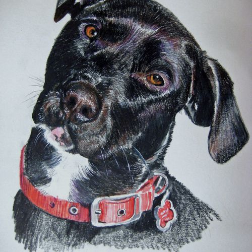 "Lucy", a watercolor pencil pet portrait.