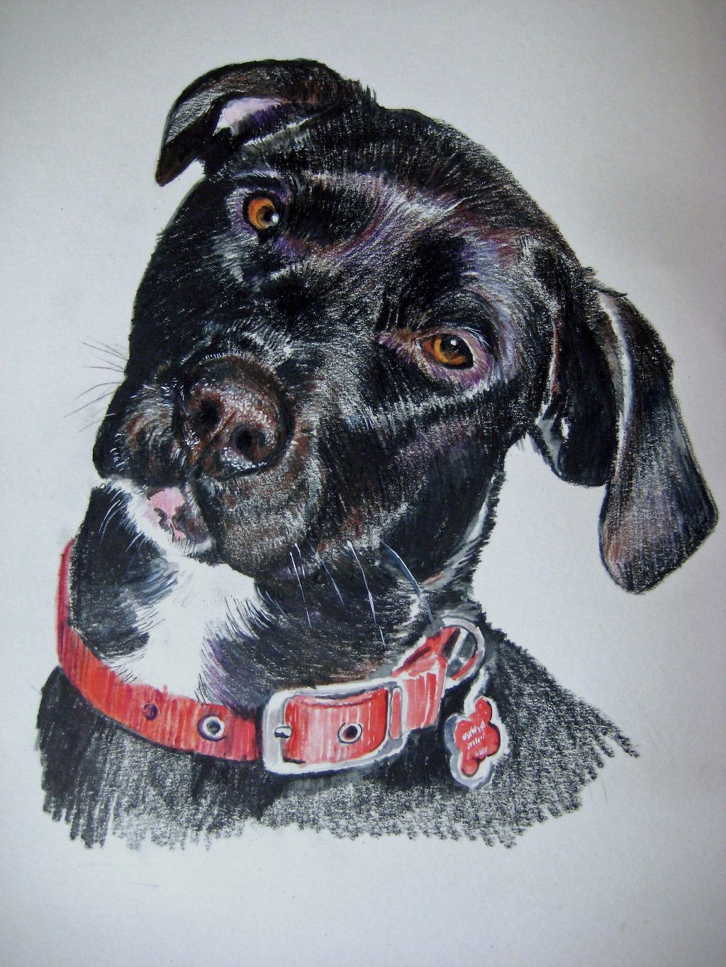"Lucy", a watercolor pencil pet portrait.