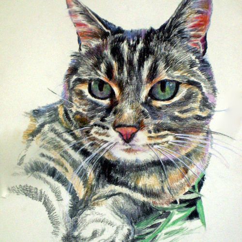 "Spy", a watercolor pencil pet portrait.