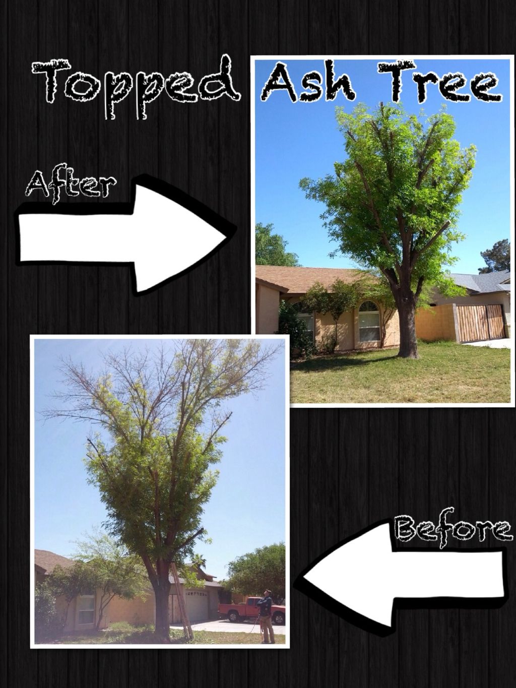 Ash With Dead Tips Topped