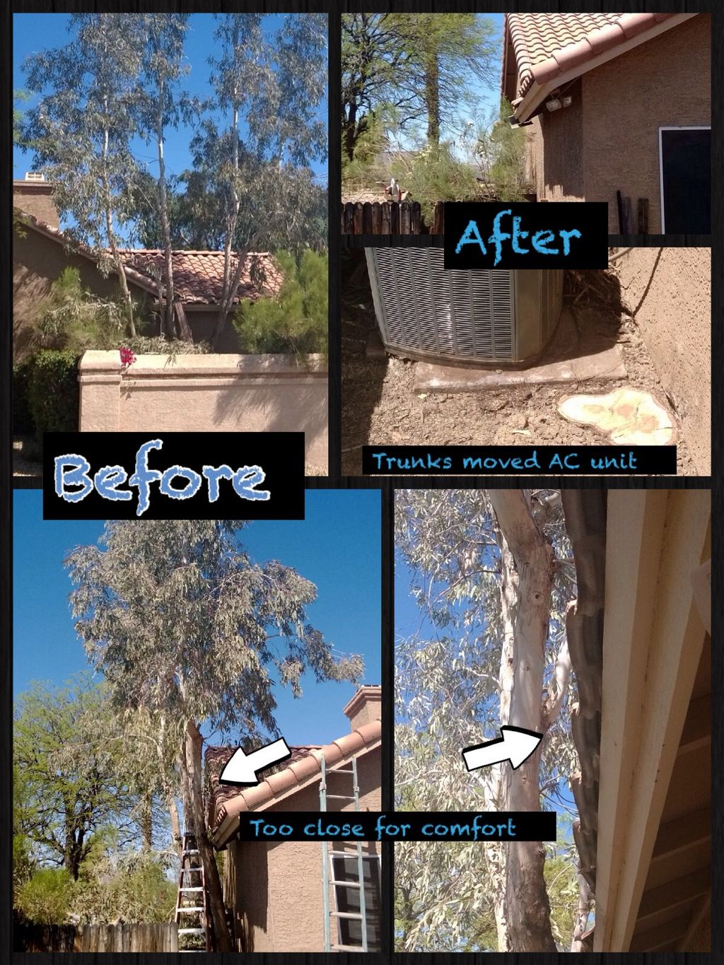 Tricky Eucalyptus Removed