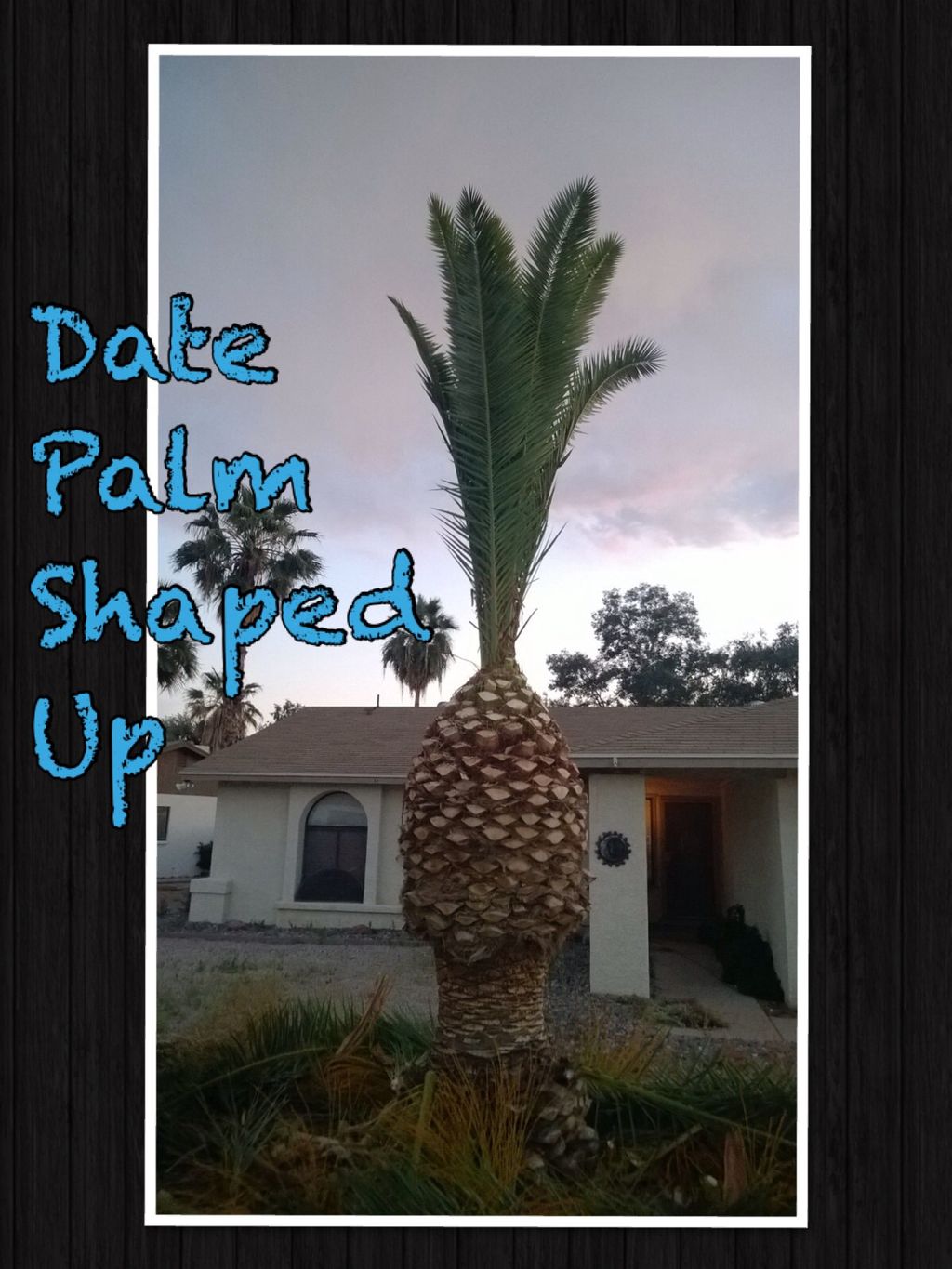 Date Palm High And Tight