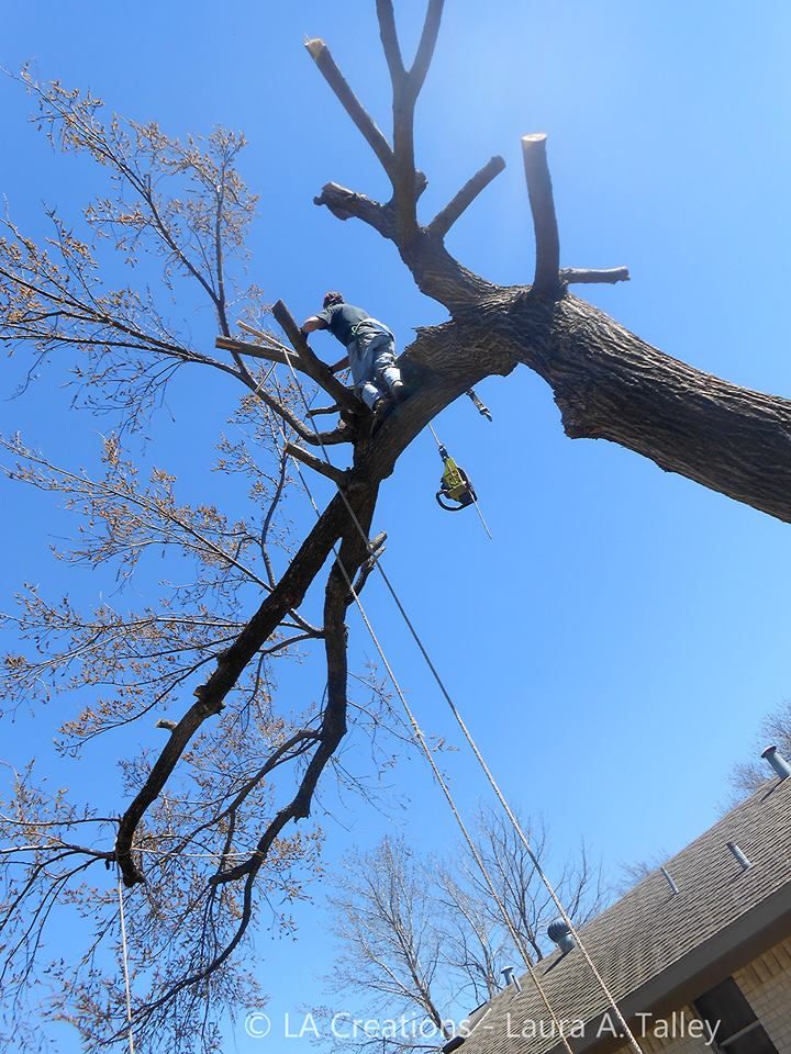 Preparing and roping off this large branch of an A