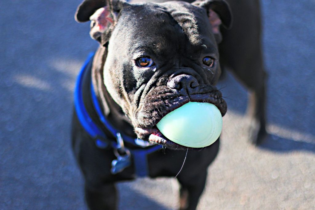 Bruno enjoying a moment with his Ball!