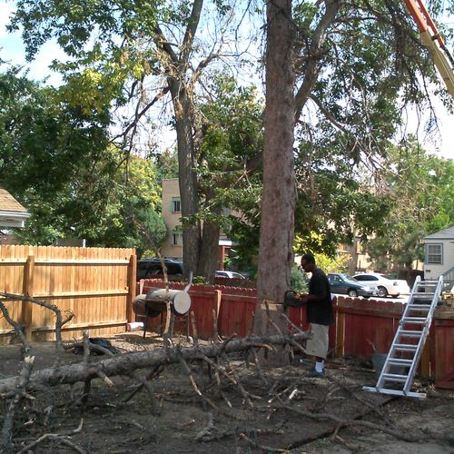 Tree Removal, Fence Install