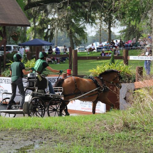 Four Reigns Horse Competition in Live Oak, Ocala, 