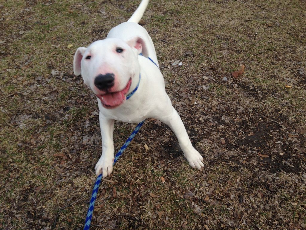 Louie just smiling about a walk