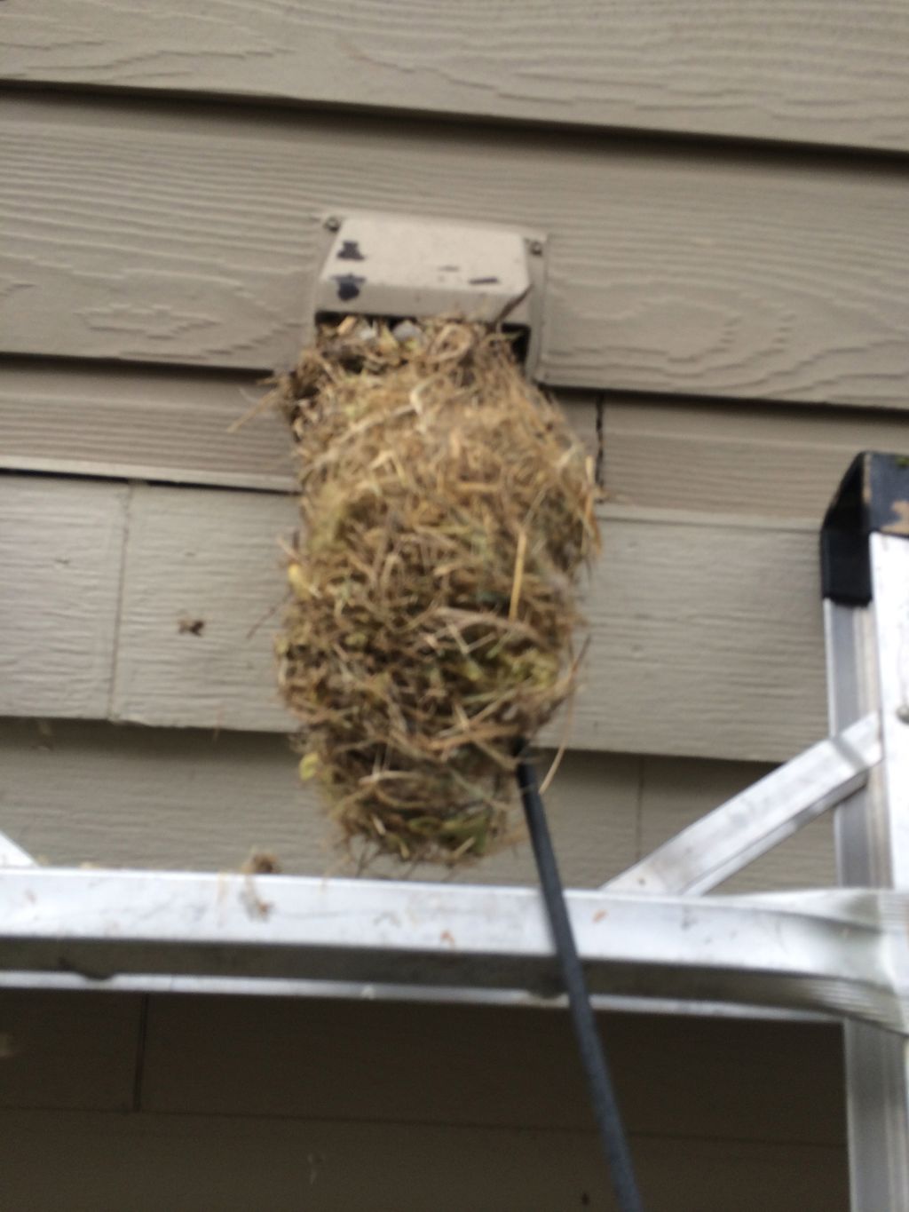 HUGE bird's nest removed from my customer's dryer 