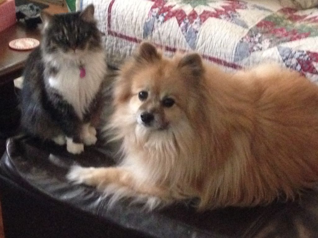 Pet Sitting/ Dog Walking