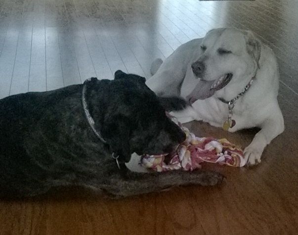 My niece and nephew! :D