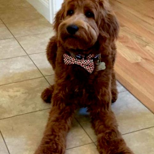 The Natural Pet Mobile Grooming Scottsdale, AZ