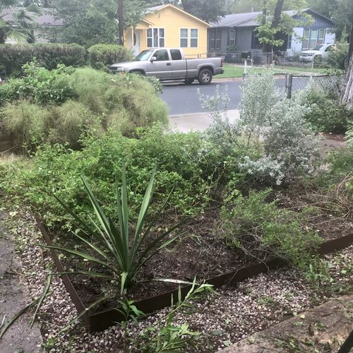 Shrub Trimming and Removal