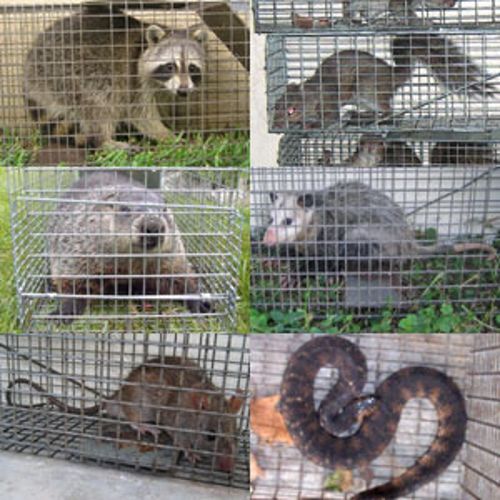 Nuisance Wildlife Critter Control