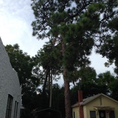 Pine tree removal start 1