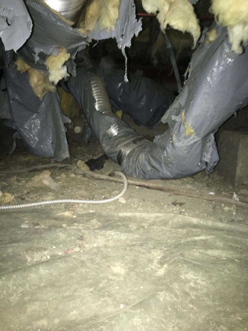 Damage from a Raccoon in Benicia