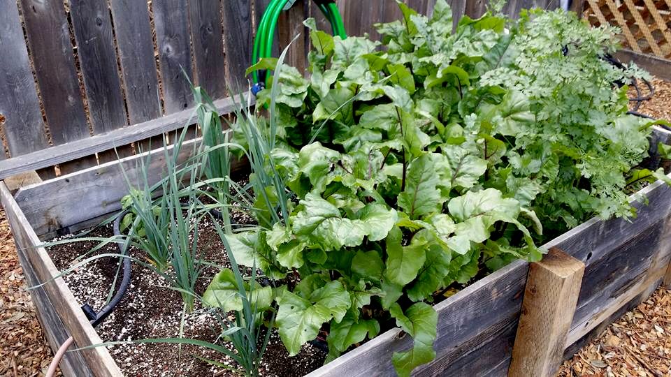 Nothing like growing and eating your own food!