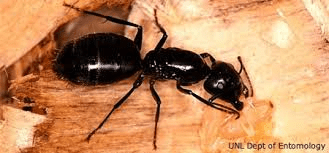 Large Black Carpenter Ant. Wood destroying insect.