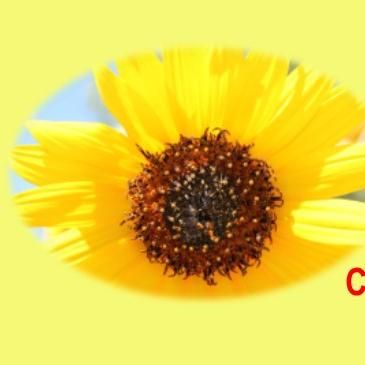 Sunflower CPR Plus Training Co.