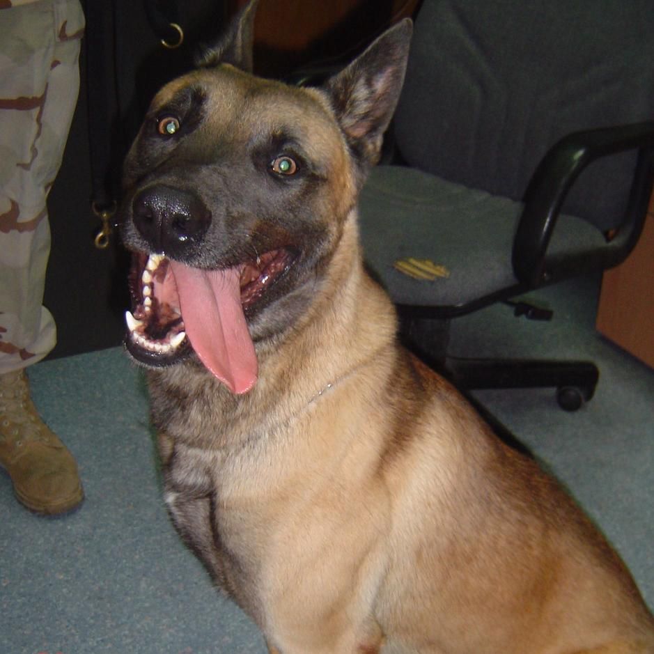 Bulletproof Dog Training Delhi Ohio