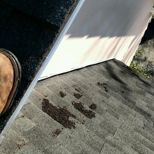 Bat guano on a customers roof. Look out this bat s