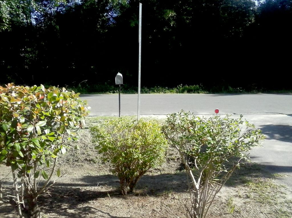 I provide hedge trimming.