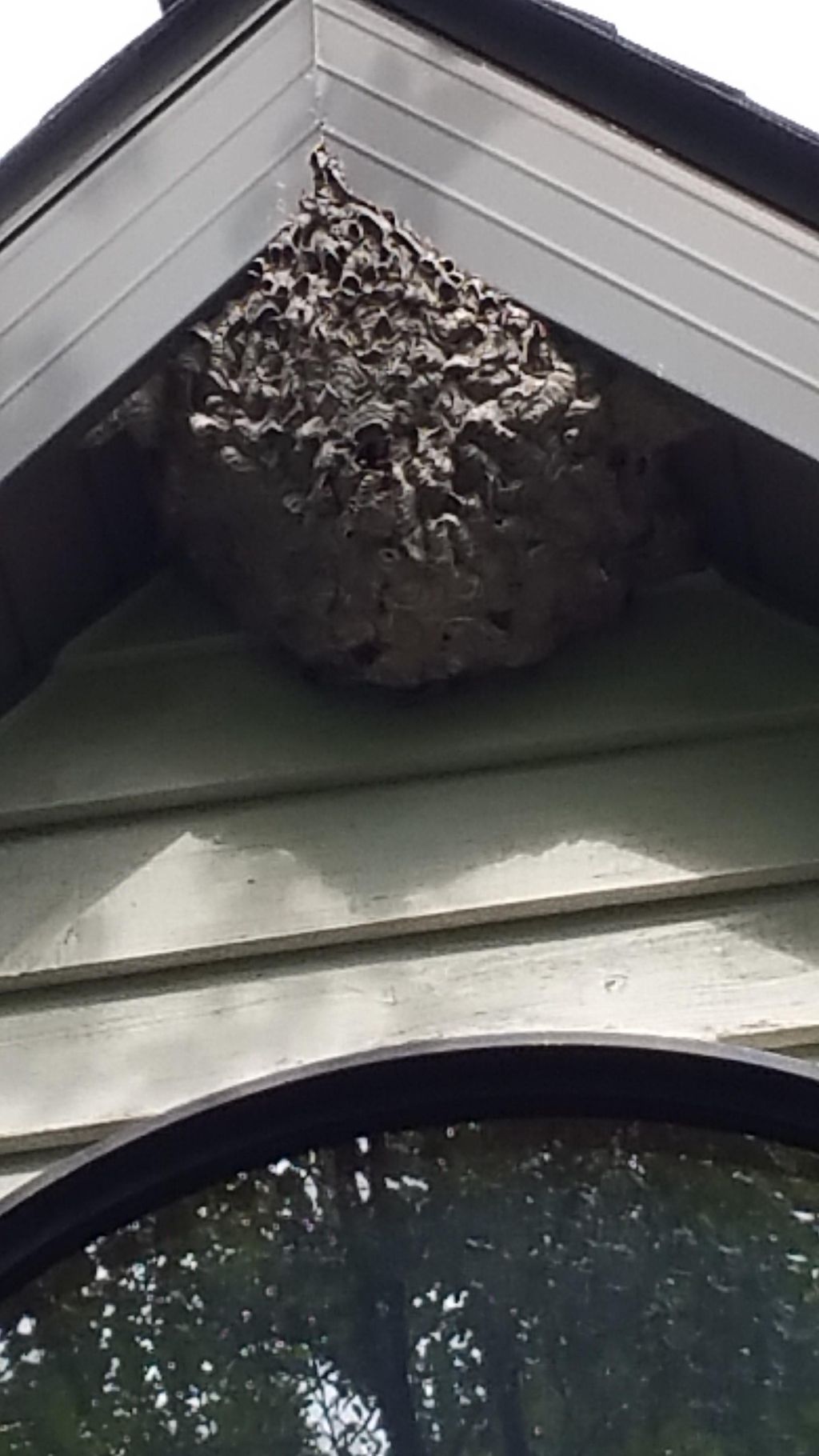 Biggest nest I'v ever seen