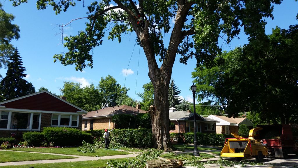 More than 100 years old tree, is finally getting S