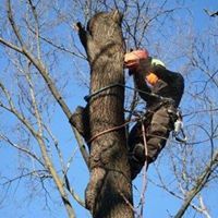 Avatar for Tony's Treecare and Landscaping