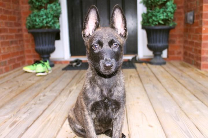 Puppy Development