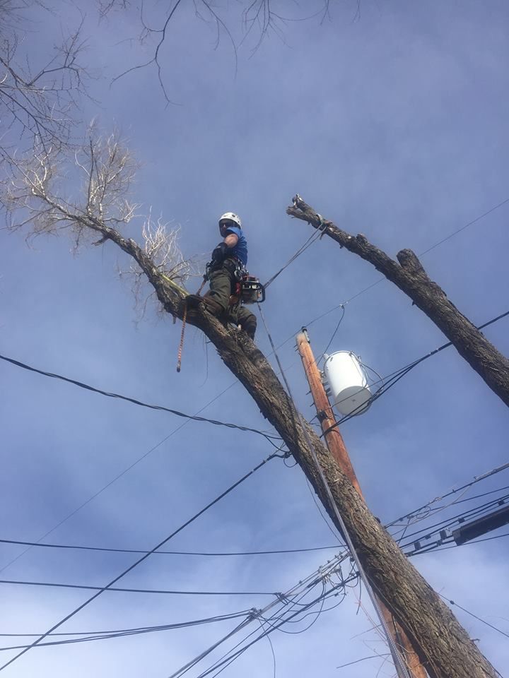 Elm Removal