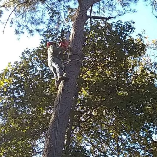 Taking down a 100ft pine