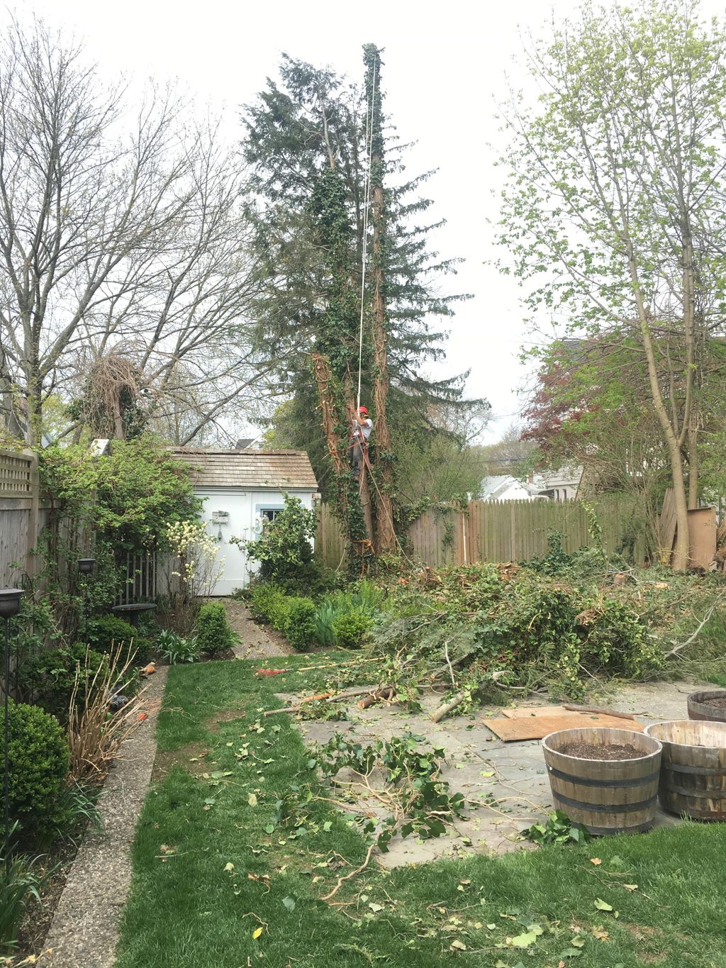 #1 Cutting down and removed some Hemlock tree's th