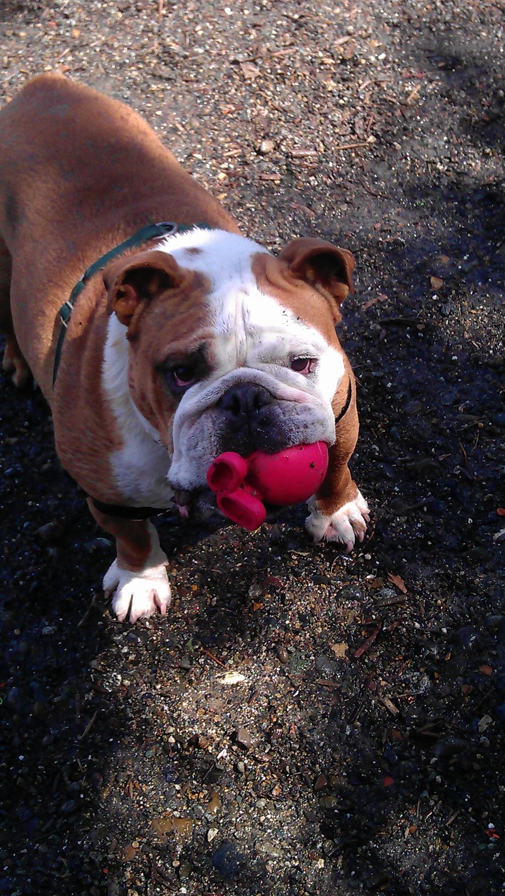 Winston, you can't get this ball without expensive
